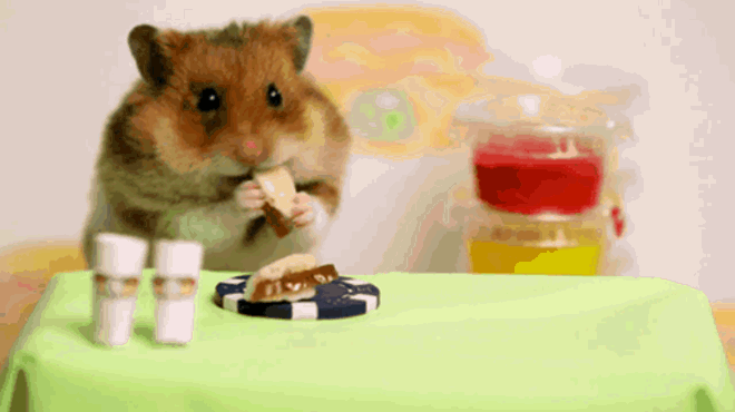 Competitive eating contests CAN be cute: tiny hamster vs. Kobayashi