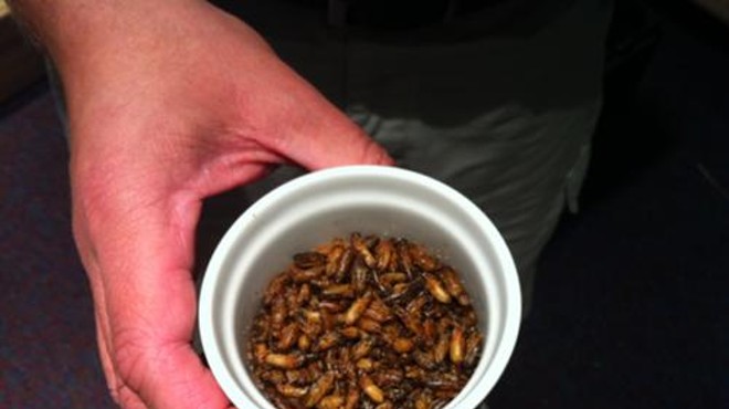 Crunch Cajun Crickets at the Orlando Science Center's new "Harry's Big Adventure"