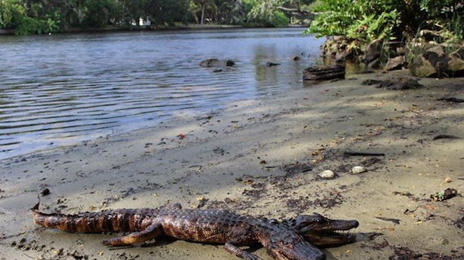 Debate rages over authenticity of two-headed alligator