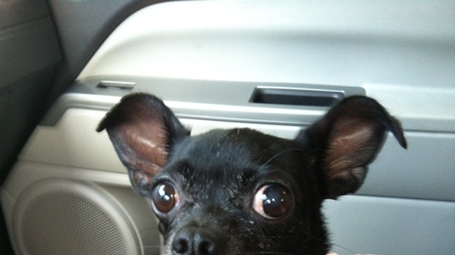 Do you recognize this black chihuahua, Orlando? Help us find her owners!