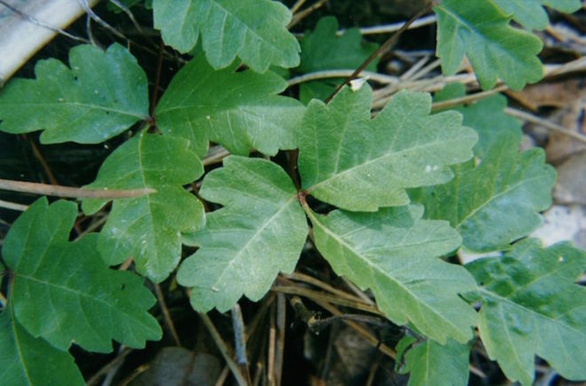 Don't pet the poison oak: Free Will Astrology for the week of April 23-29