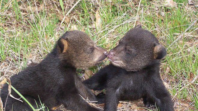 Florida Fish and Wildlife Conservation Commission to discuss opening recreational bear-hunting season