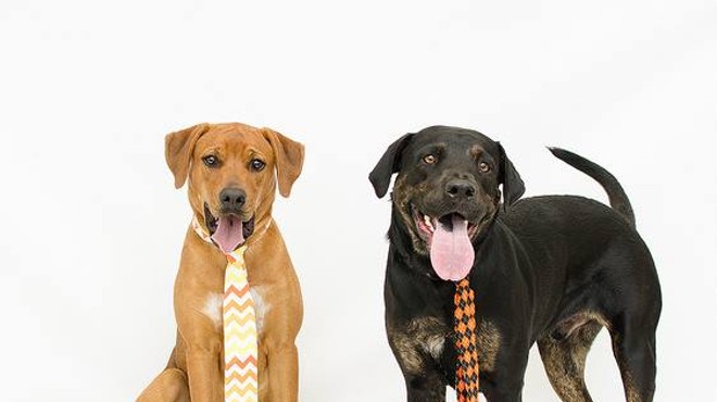 Gimme Shelter: Adopt Hunter and Soccer from Orange County Animal Services