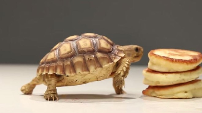 Happy Memorial Day! Here are some tiny tortoises devouring a short stack of pancakes.