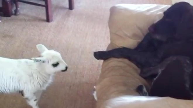 Happy Thursday. Here's a video of a baby lamb trying to get a lazy dog to pay attention.