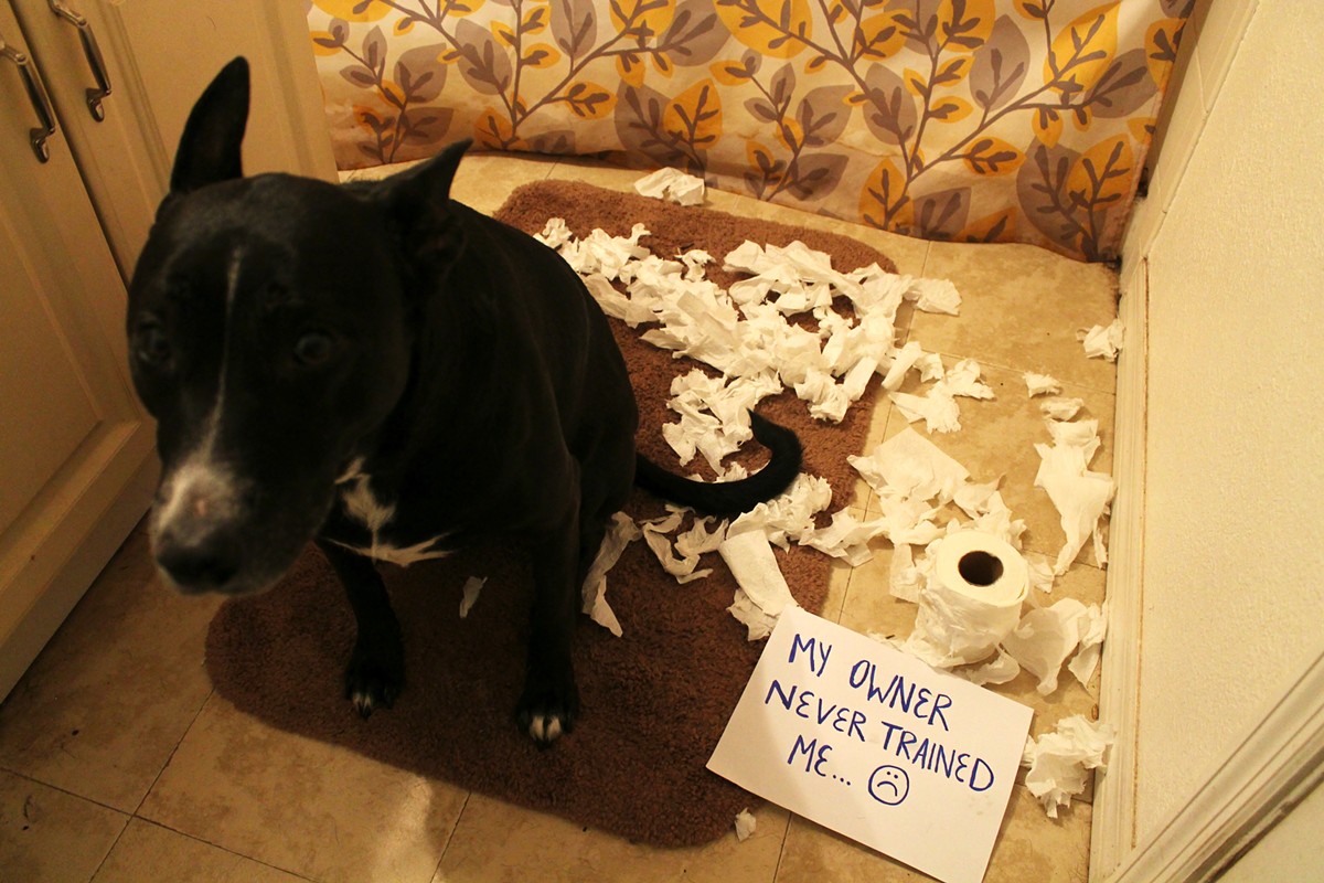 Inexperienced dog owners troubleshoot their weirdest pet issues online