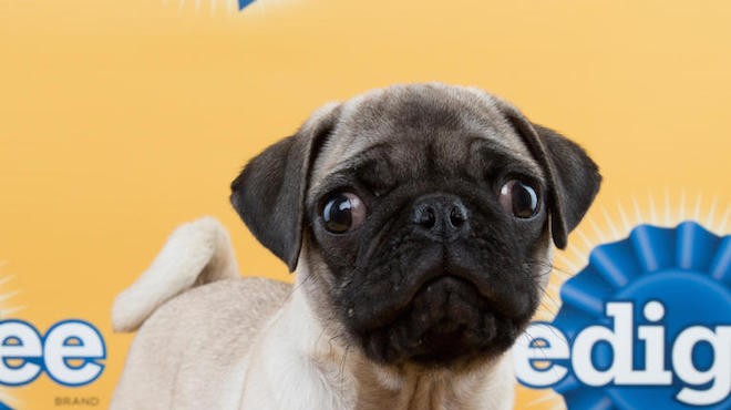 Penelope the pug is one of the Florida Little Dog Rescue pups selected for Puppy Bowl XI.
