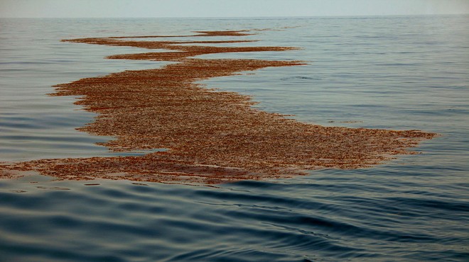 Photo of oil-soaked sargassum in the Gulf in summer of 2010, courtesy of the National Oceanic and Atmospheric Administration