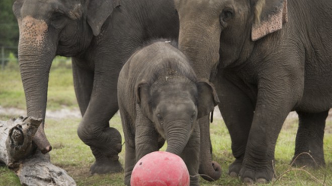 Ringling Bros. Barnum & Bailey Circus to retire its elephants