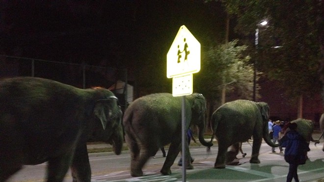 Ringling elephants on parade in Orlando's Paramore neighborhood.