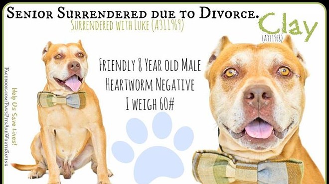 Two senior pit bulls surrendered to shelter due to divorce need homes ASAP