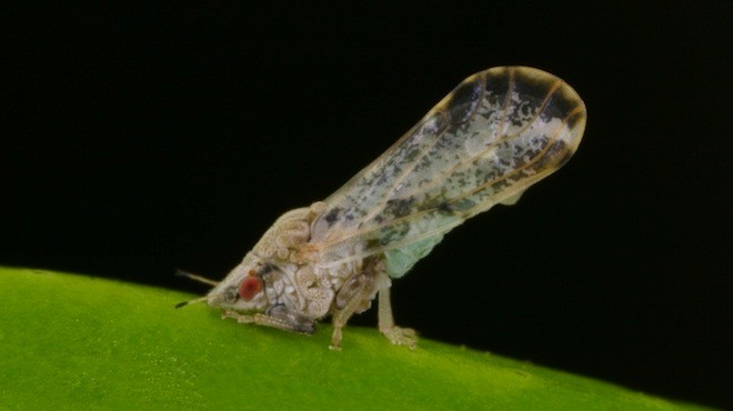Typical Asian citrus psyllid. Photo by Michael Rogers.