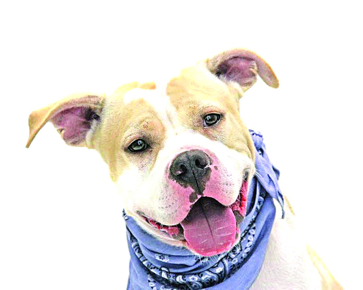 Adoptable dog of the week: Lover Boy