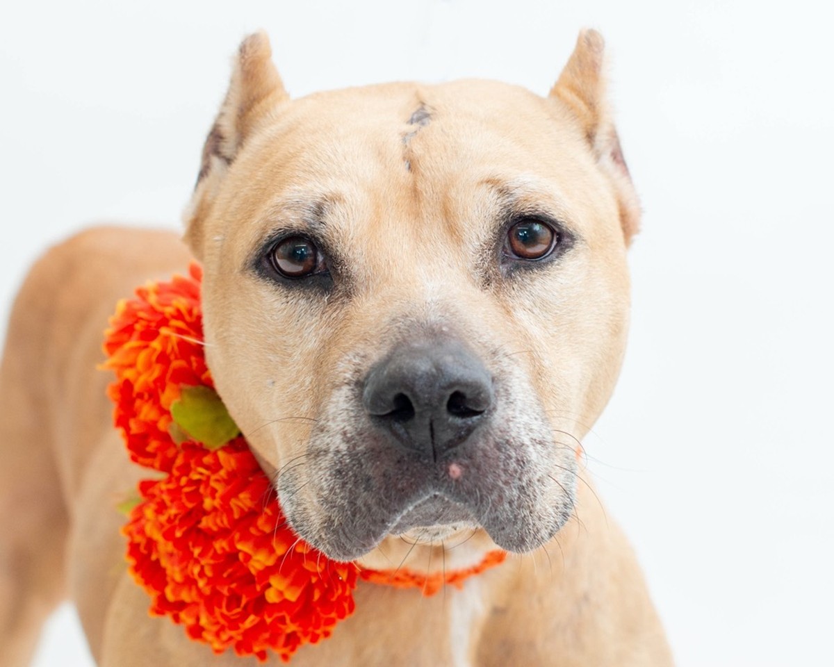 Meet Bonnie! She's a sweet 10-year-old spayed female who is free to adopt in Orange County