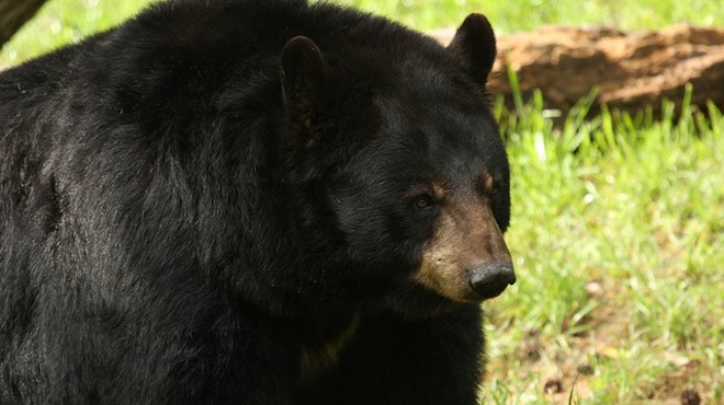 A Florida man was mauled in the face by a bear while letting his dog out