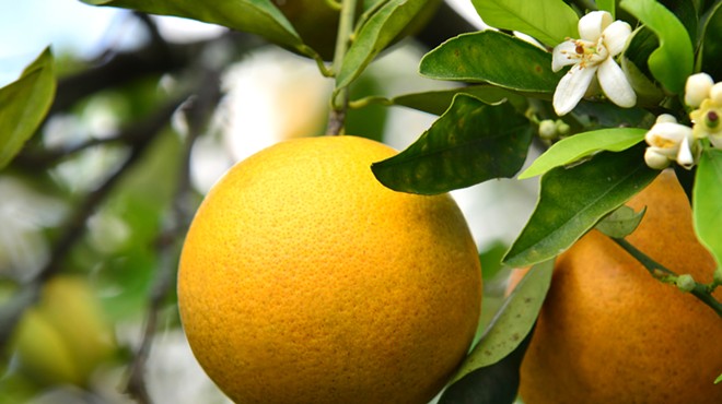 Florida's citrus crop is projected to be lowest since World War II