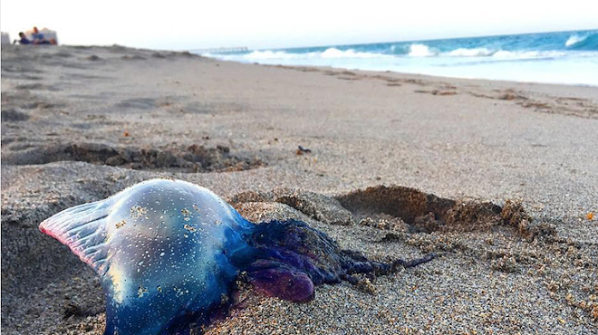 Changes in current patterns push thousands of Portuguese man o' war onto Florida beaches