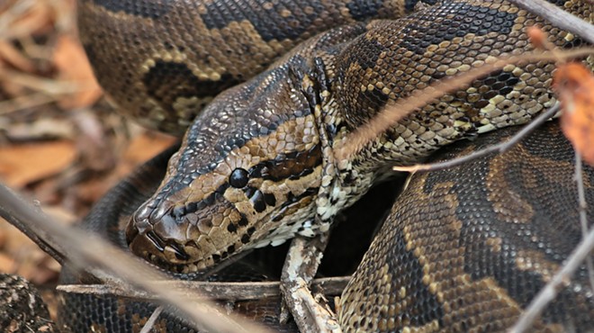 A Burmese python in Florida broke a record by regurgitating a deer larger than itself