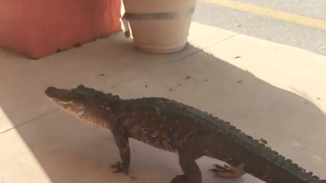 Just an alligator strolling through a strip mall in Flagler Beach