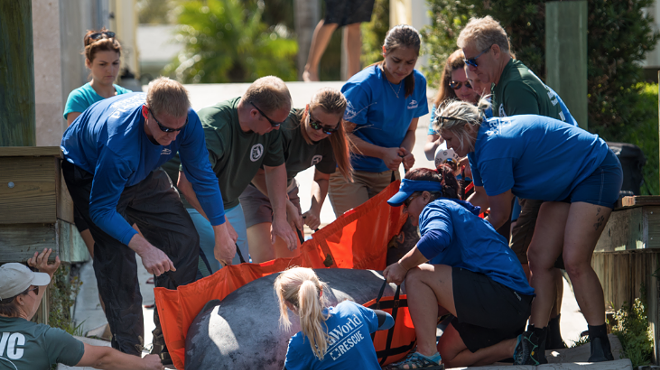 SeaWorld, FWC and others help release four rehabilitated manatees into the wild