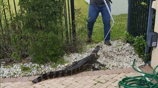 Trappers wrangle alligator out of Lake Nona swimming pool