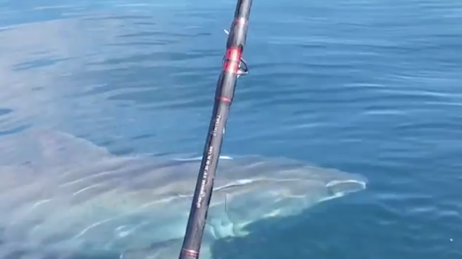 Fishermen film great white shark near Ponce Inlet last weekend