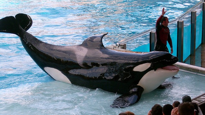 SeaWorld’s search for new CEO narrowed down to three people who haven’t seen 'Blackfish'