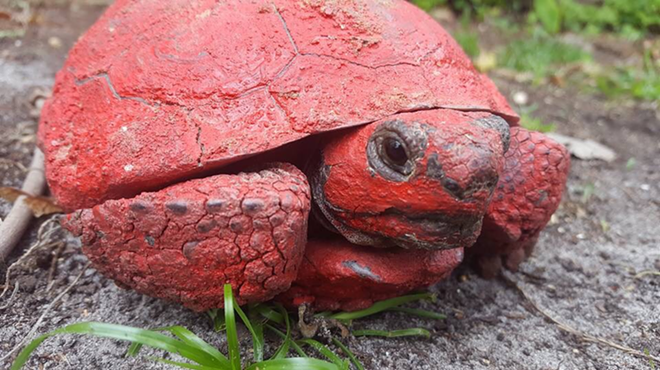 Florida man arrested for dumping red paint into gopher tortoise burrow