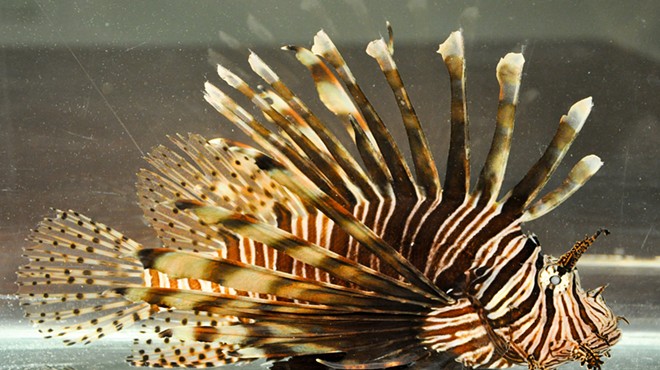 Wildlife officials remove more than 15,000 lionfish from Florida waters
