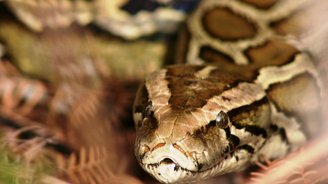 Everglades National Park wants you to start hunting its Burmese pythons