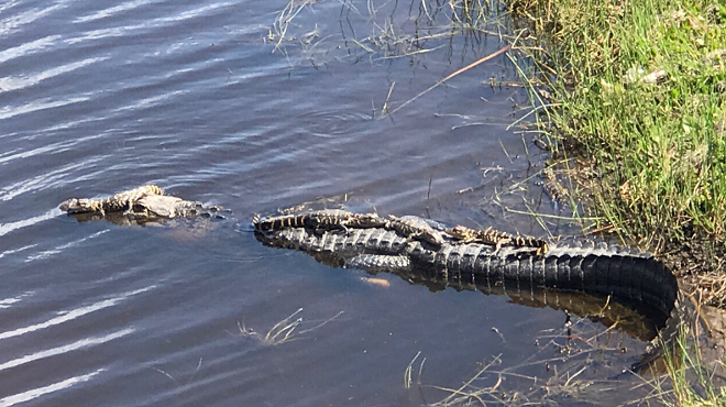 An arm was found inside an alligator suspected of dragging a Florida woman into a lake