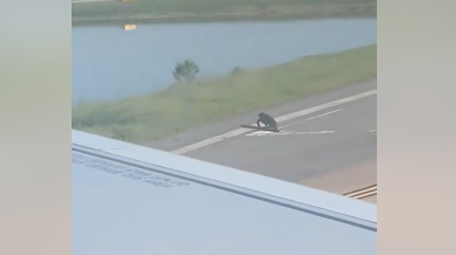 A plane was held up this morning at Orlando International Airport because a gator was on the runway