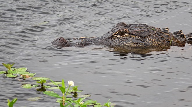 Florida deputy shoots and kills gator with an AR-15 after it trapped a girl in a tree
