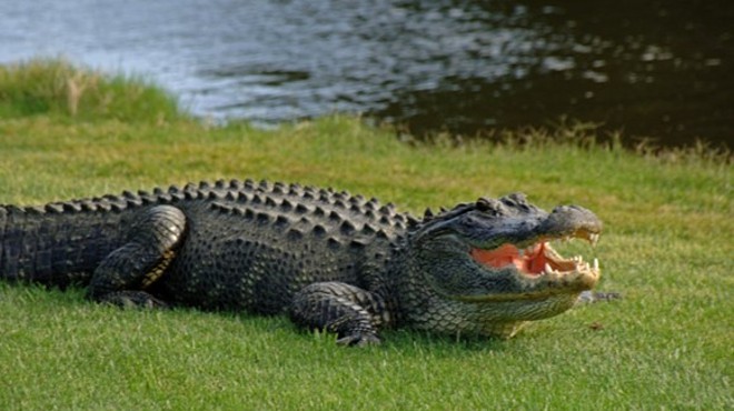You'll never know what you're made of until you hunt an alligator