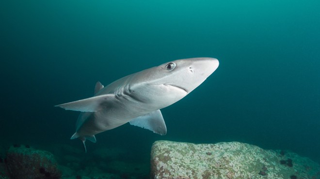 Though similar, this photo is of a spiny dogfish shark, not the genie dogfish