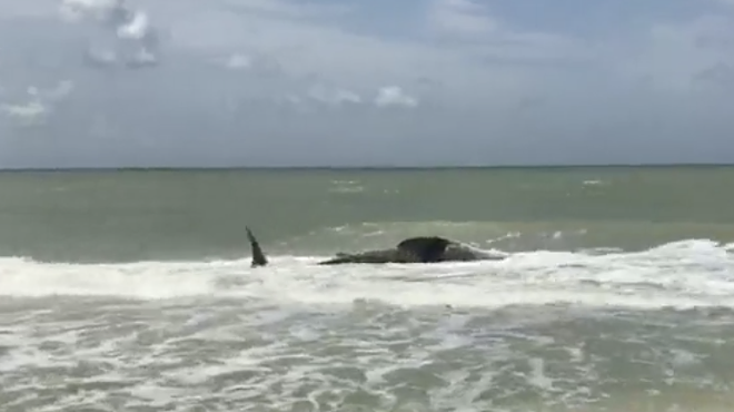 A massive dead whale shark washed up on a Florida beach last weekend