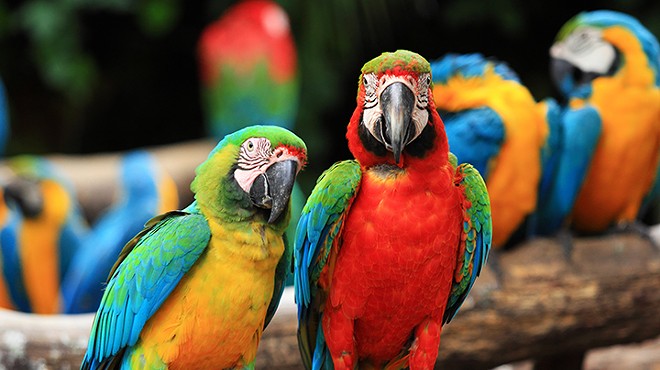 Avian aficionados flock together at Central Florida Fairgrounds for an Exotic Bird Expo