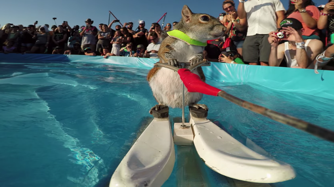 You have one last chance to see Orlando's waterskiing squirrel, Twiggy, before she  retires