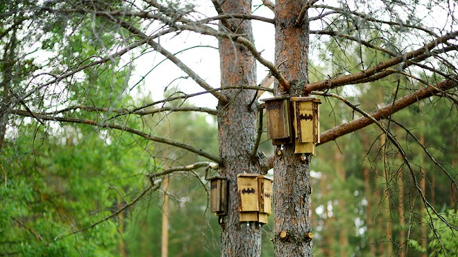 Despite Teresa Jacobs' feelings on rabies, an Orange County Commissioner will build bat boxes to combat mosquitoes anyway