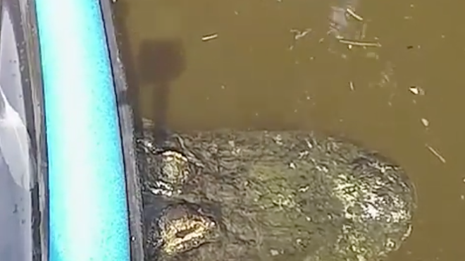 Florida boater somehow gets canoe stuck on alligator's back