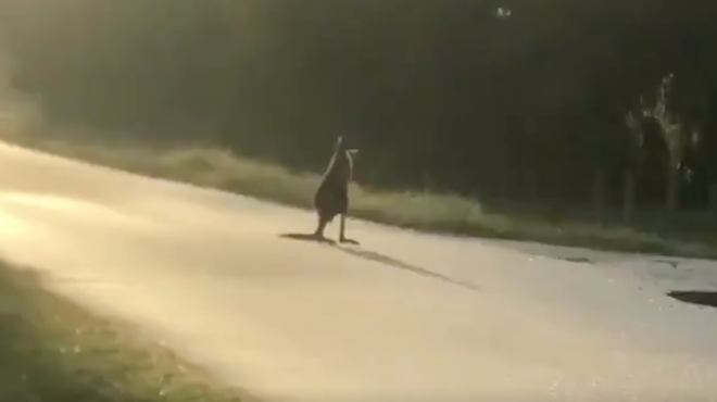 A pet kangaroo named 'Storm' is running loose in a Florida neighborhood right now