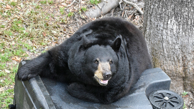 Florida officials would like you to stop feeding trash to bears