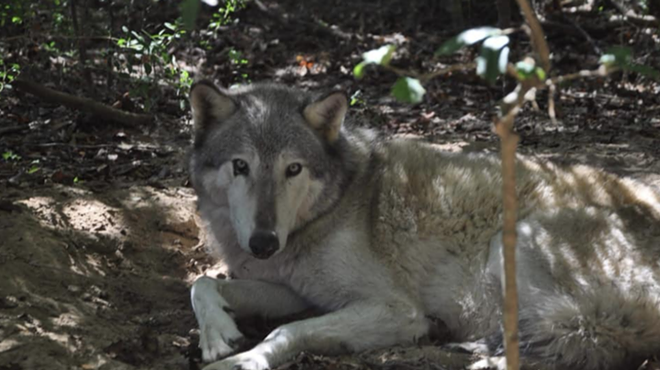A wolf escaped from a Florida wildlife sanctuary during Hurricane Michael, and now there's a reward offered for its return