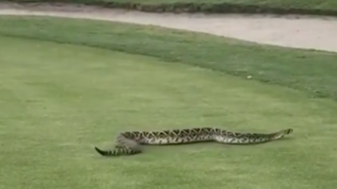 If you see a rattlesnake of this size on a Florida golf course, just let it play through