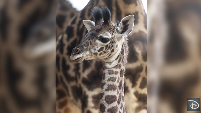 Disney wants you to help name this baby giraffe at Animal Kingdom