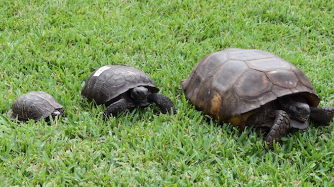 From left to right: A Florida box turtle, a regular gopher tortoise, and our hefty champion