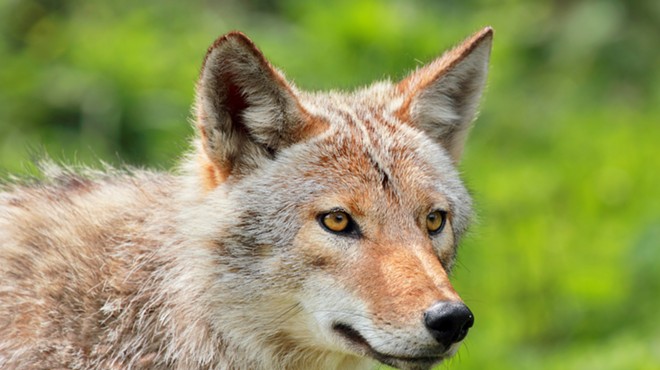 A man actually punted a rabid coyote in Kissimmee