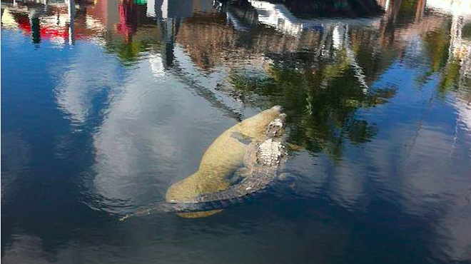 A manatee and a crocodile recently became best friends in Florida