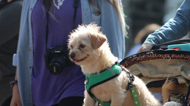 Every ‘very good boy’ we saw at Orlando’s Paws in the Park 2019