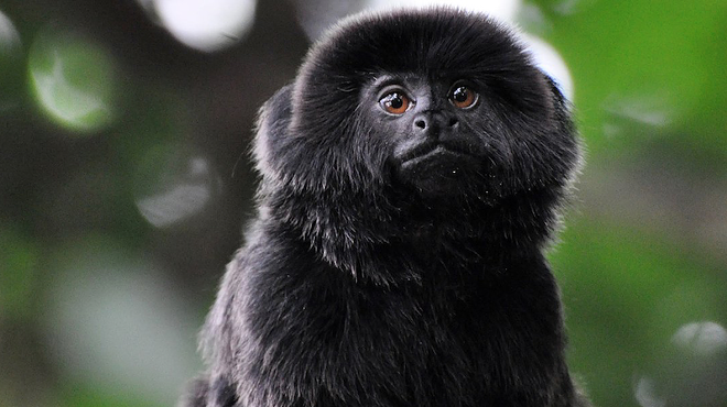 Someone stole this little monkey from a Florida zoo last night